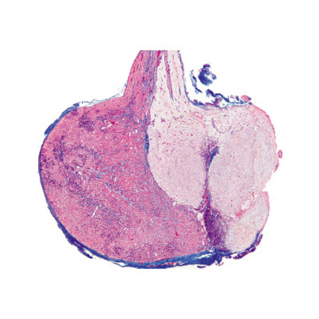 3B SCIENTIFIC Series IV. Hormone Organs and Hormonal Function - German Slides, PK7 1004062